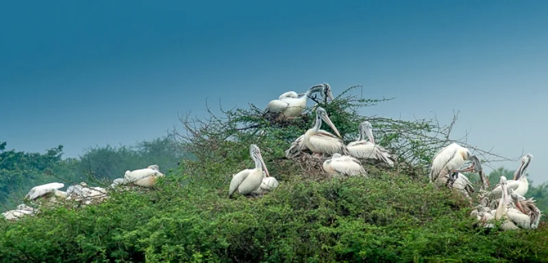 रोहन और नीलम दोनों पुरातत्व के खोजी थे