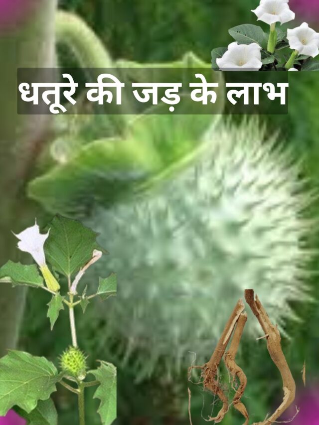 धतूरे की जड़ के फायदे know important benefits of Datura root